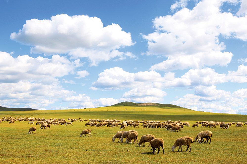 Sheep grazing on the endless grassland in Inner Mongolia